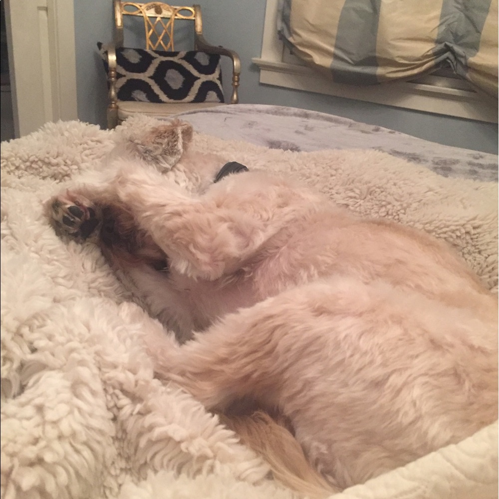 Meet your Posher, Elizabeth