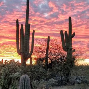 Meet your Posher, Bobbie