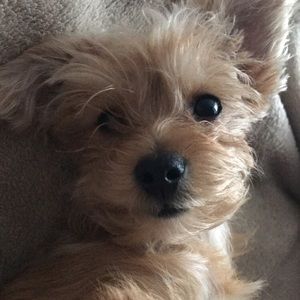 Meet your Posher, Flaviano