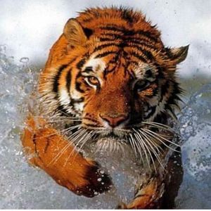 Meet your Posher, Mack