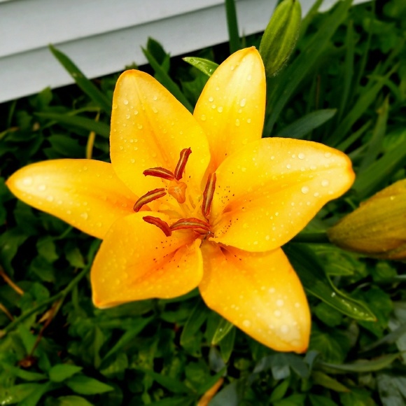 Meet your Posher, Anna - Picture 1 of 1