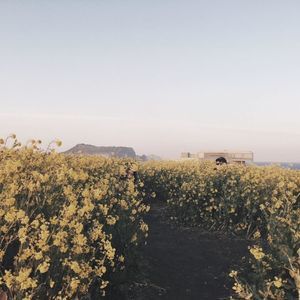 Meet your Posher, Joohee