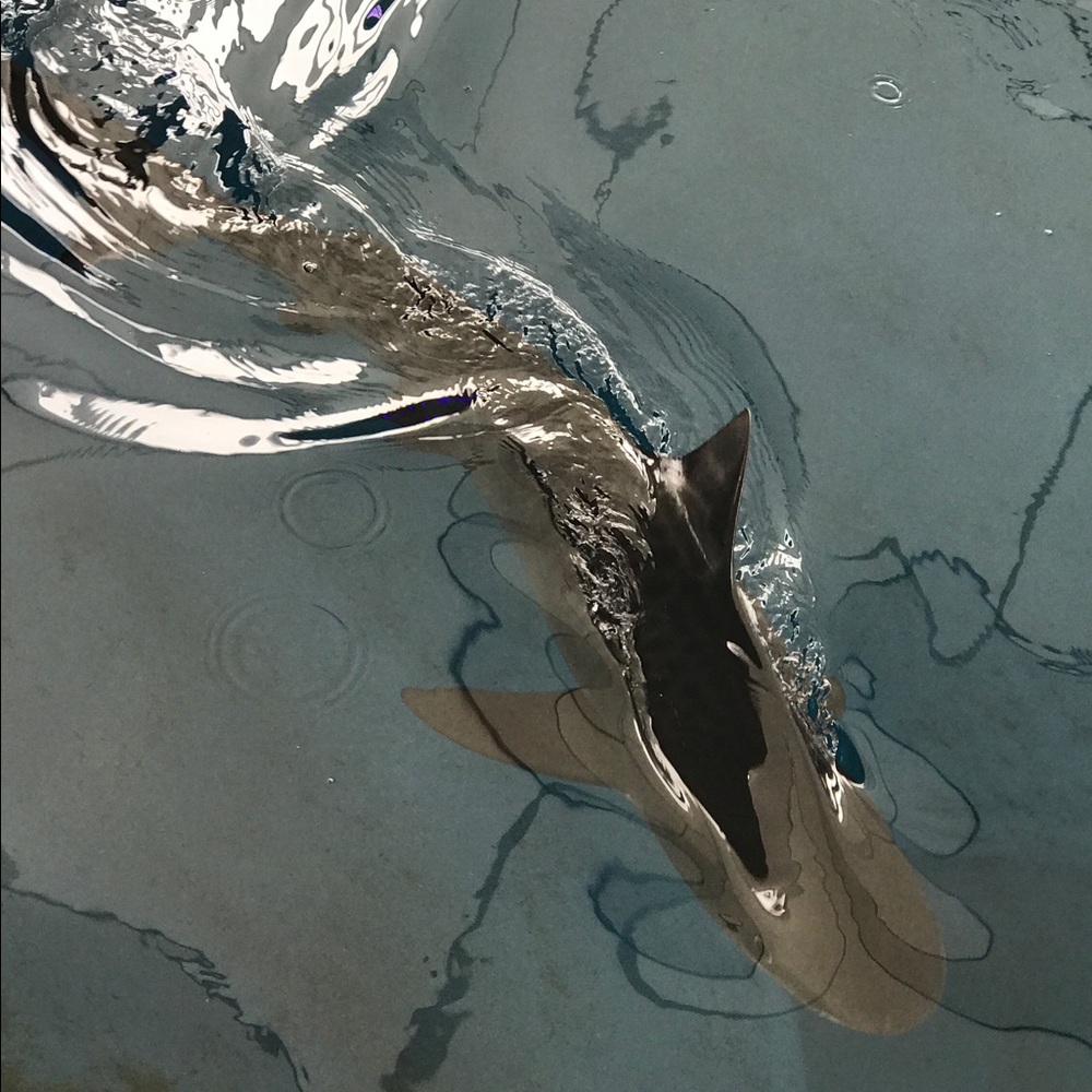 Meet your Posher, Usa