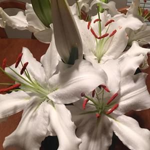 Meet your Posher, Teresa