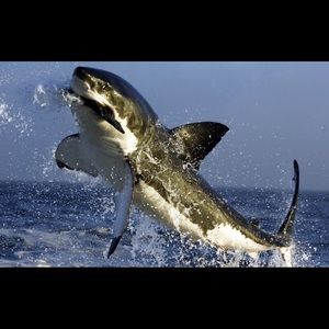 Meet your Posher, Charlotte