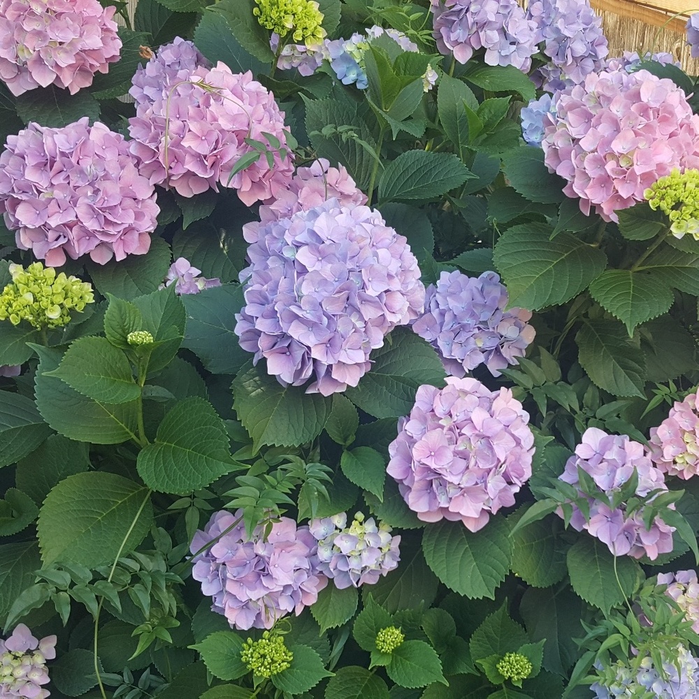 Meet your Posher, Karyna