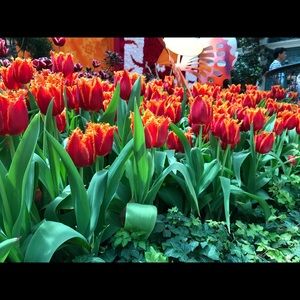 Meet your Posher, Vivian