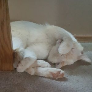 Meet your Posher, Harley