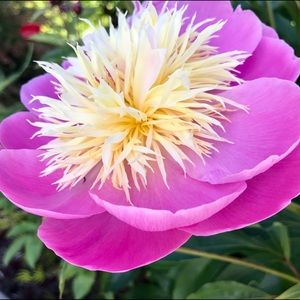 Meet your Posher, Renata