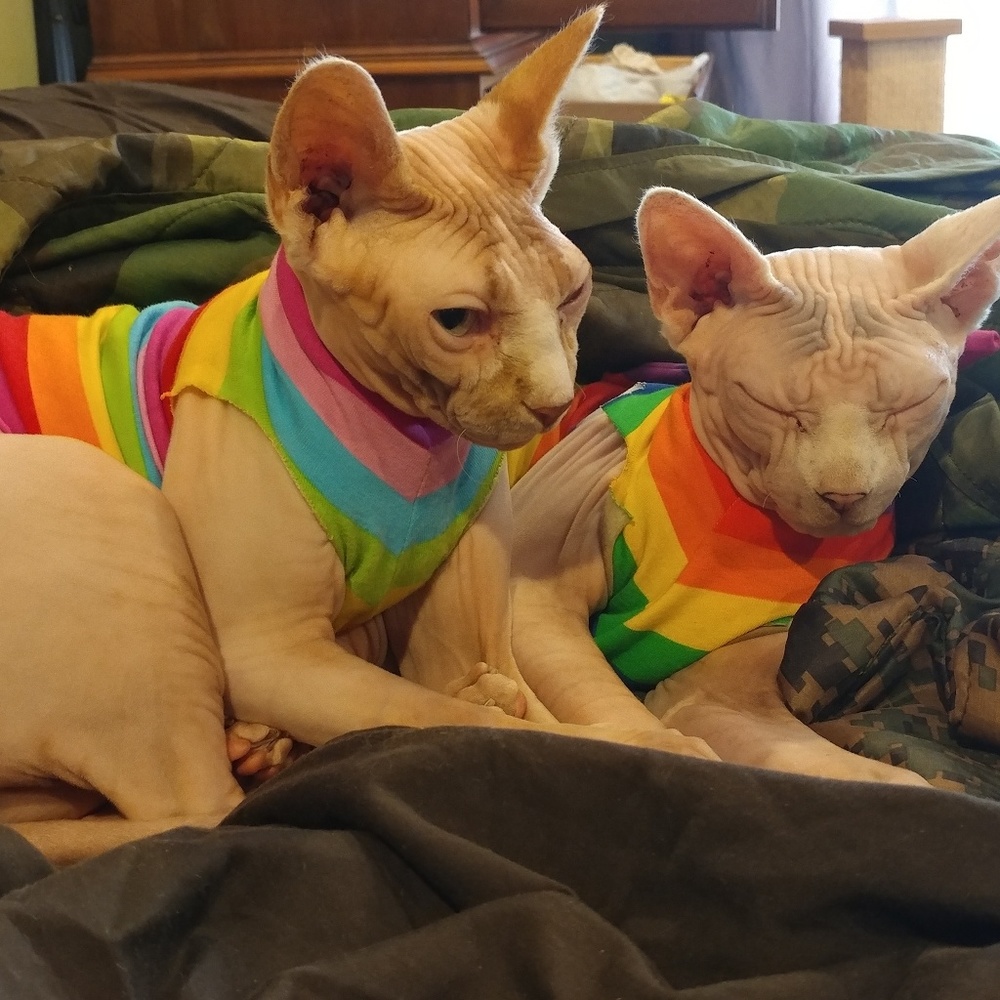Sphynx cats! Added new photos! 😻😻