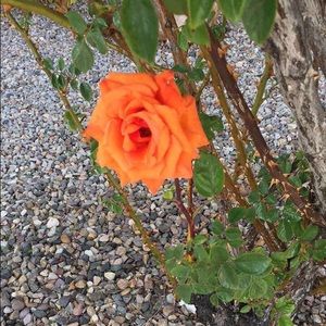 Meet your Posher, Xochilt