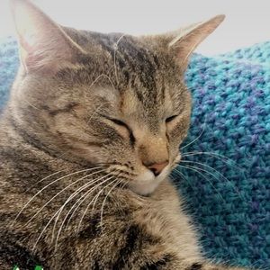 Meet your Posher, Morgan