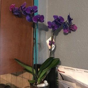 Meet your Posher, Tausha