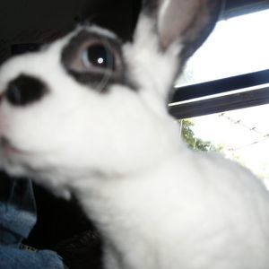 Meet your Posher, Faye