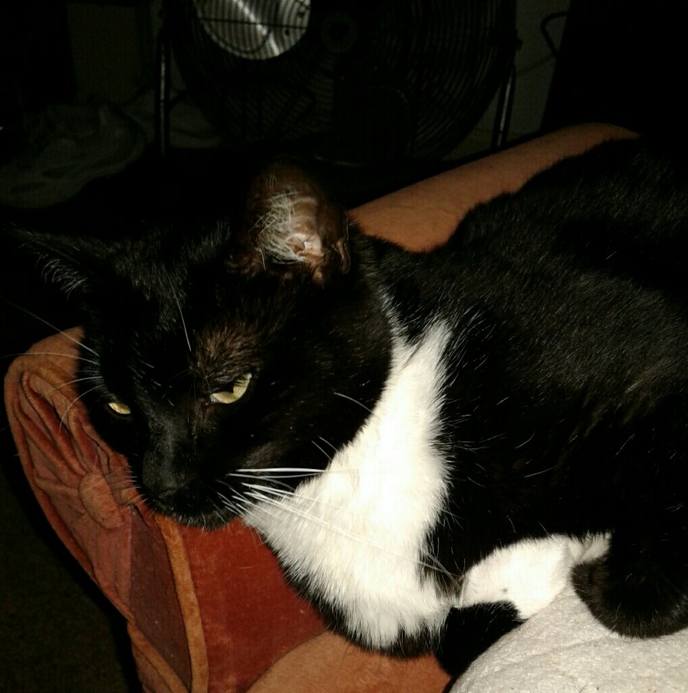 Meet your Posher, Joan