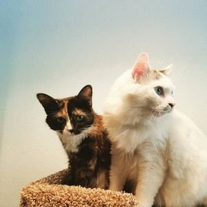 Meet your Posher, Loralei