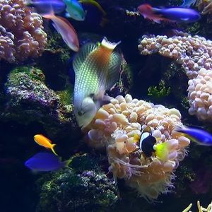 Meet your Posher, Arthur