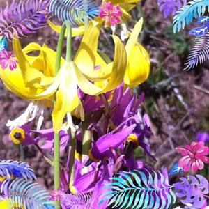 Meet your Posher, Cari