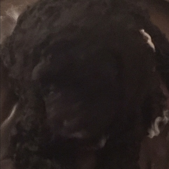 Meet your Posher, Lilly - Picture 1 of 1