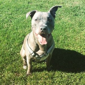 Meet your Posher, Sam