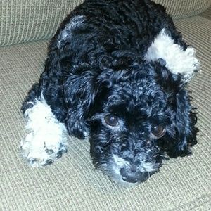 Meet your Posher, Larry