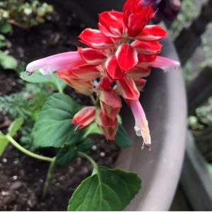 Meet your Posher, Naomi