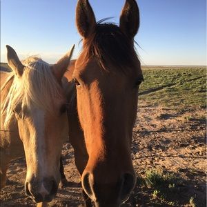 Meet your Posher, Rose