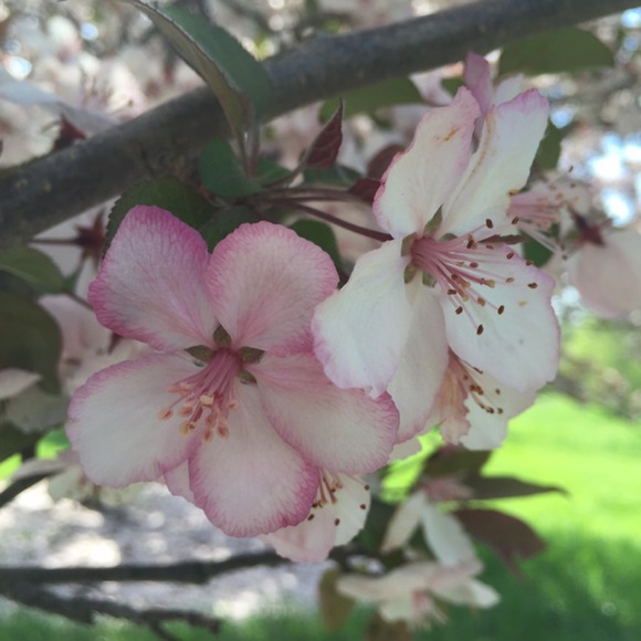 Meet your Posher, Carlotta - Picture 1 of 1