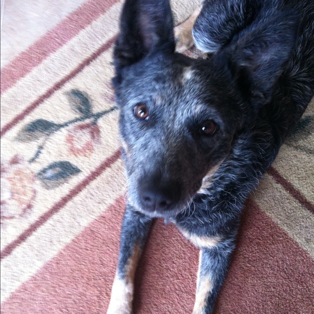 Meet your Posher, Alissa