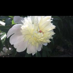 Meet your Posher, Alison