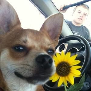 Meet your Posher, Irene