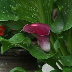 Meet your Posher, Liz