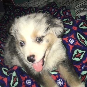 Meet your Posher, Willa