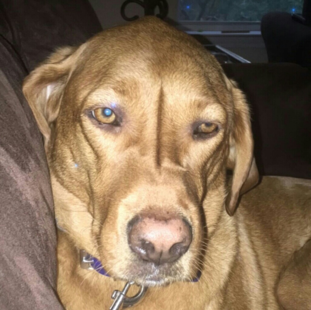 Meet your Posher, Chris