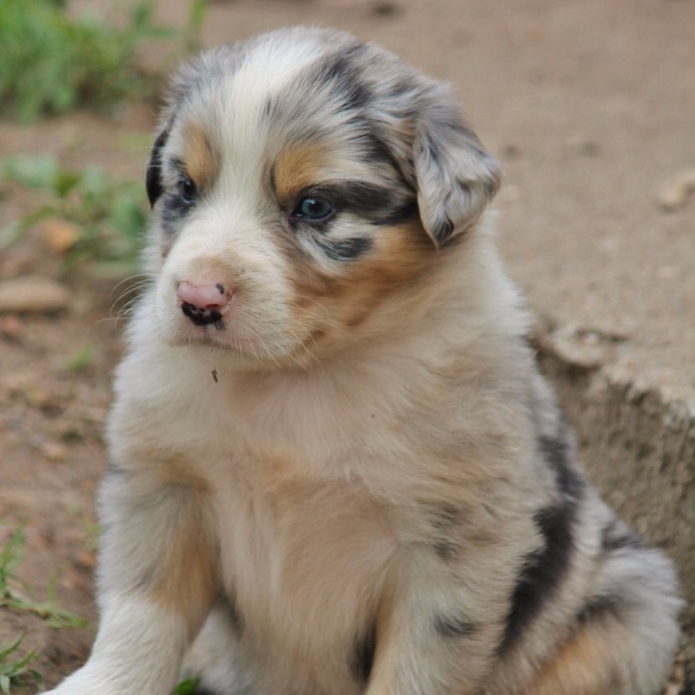 Meet your Posher, Riley