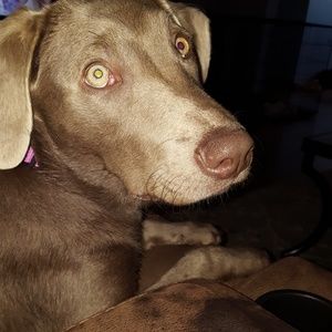 Meet your Posher, Rylee