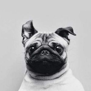 Meet your Posher, Damaris