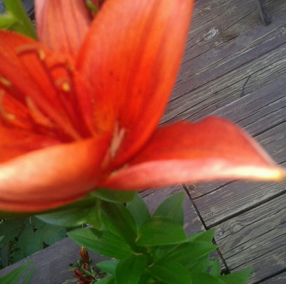 Meet your Posher, Brooklynn