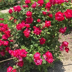 Meet your Posher, Aneri