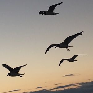 Meet your Posher, Francesca