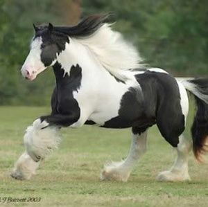 Meet your Posher, Cheryl