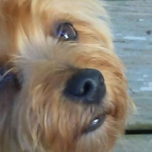 Meet your Posher, Judy