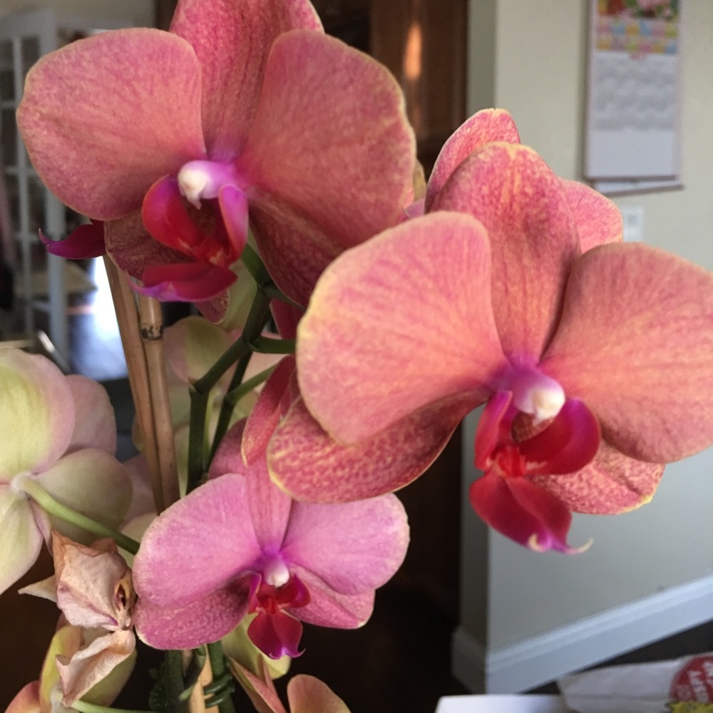 Meet your Posher, Jeanette