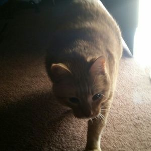 Meet your Posher, Lisa