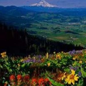 Meet your Posher, Anne