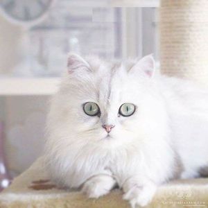 Meet your Posher, Aqua