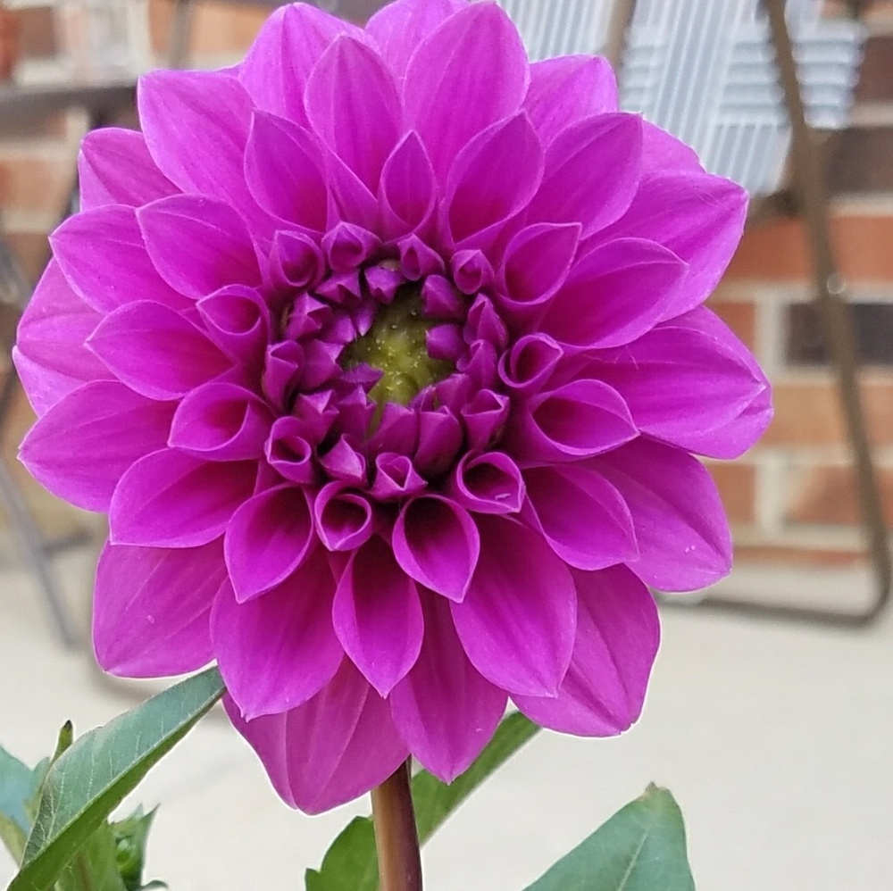 Meet your Posher, Julia