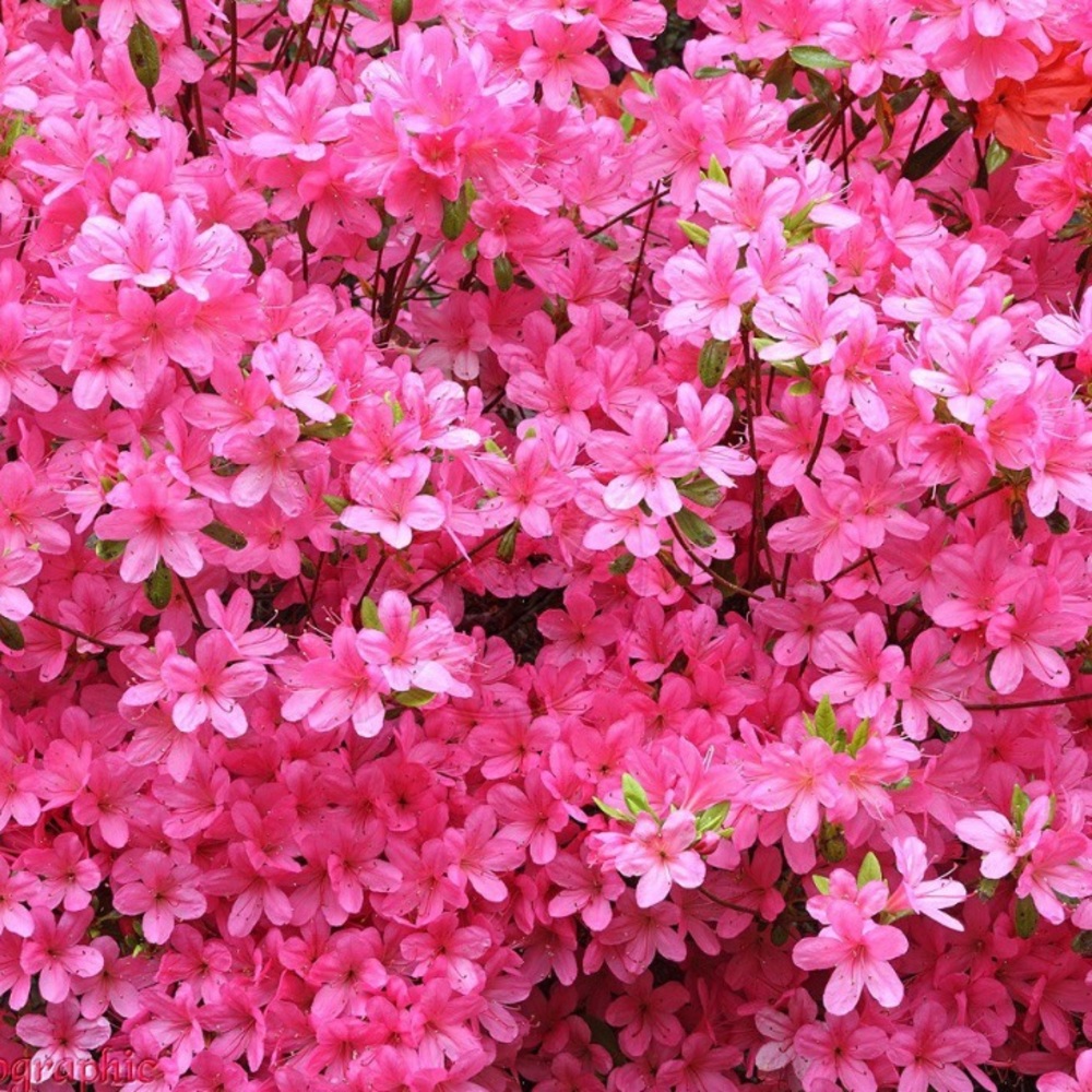 Meet your Posher, Reese