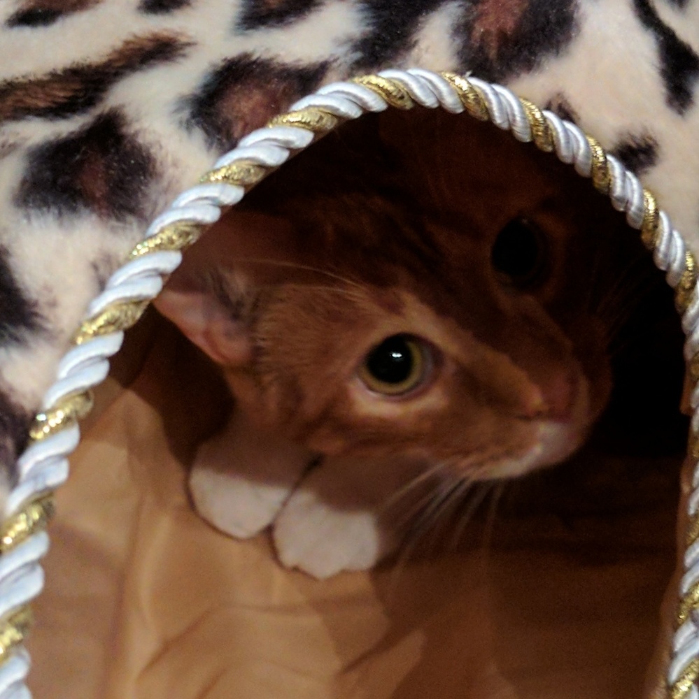 Meet your Posher, Nicole