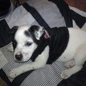 Puppy vest
